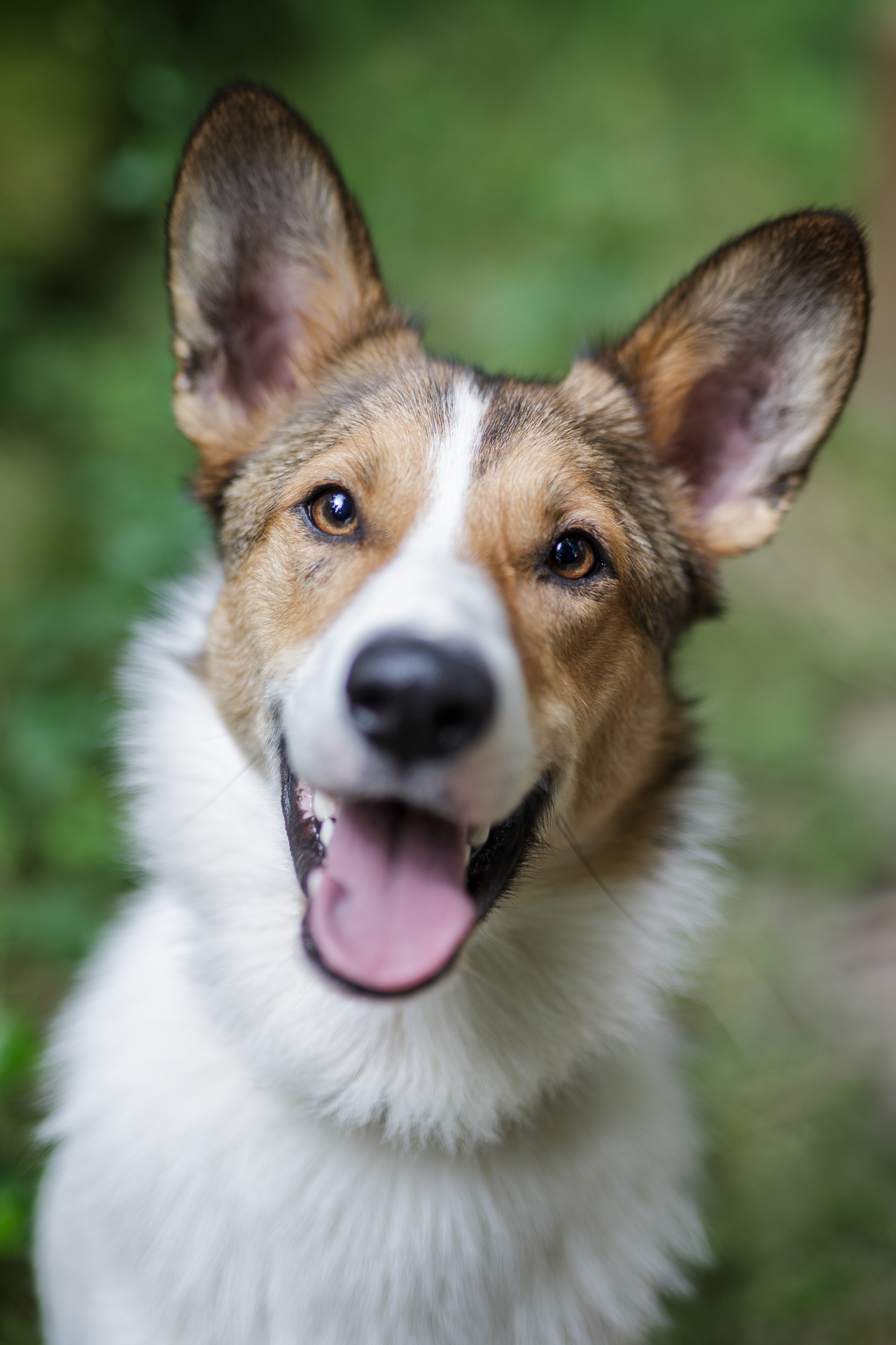Portrait chien