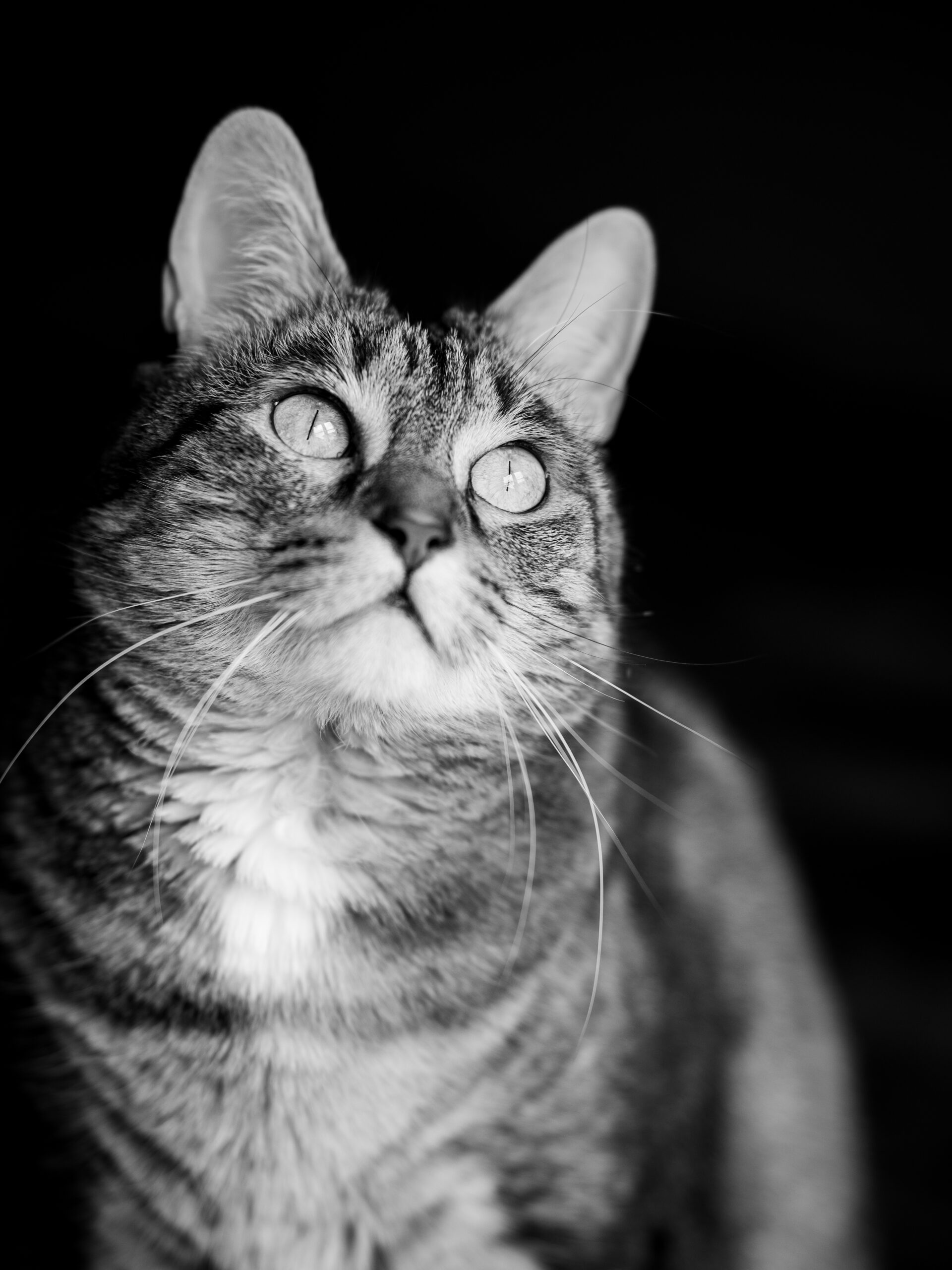 Portrait de chat